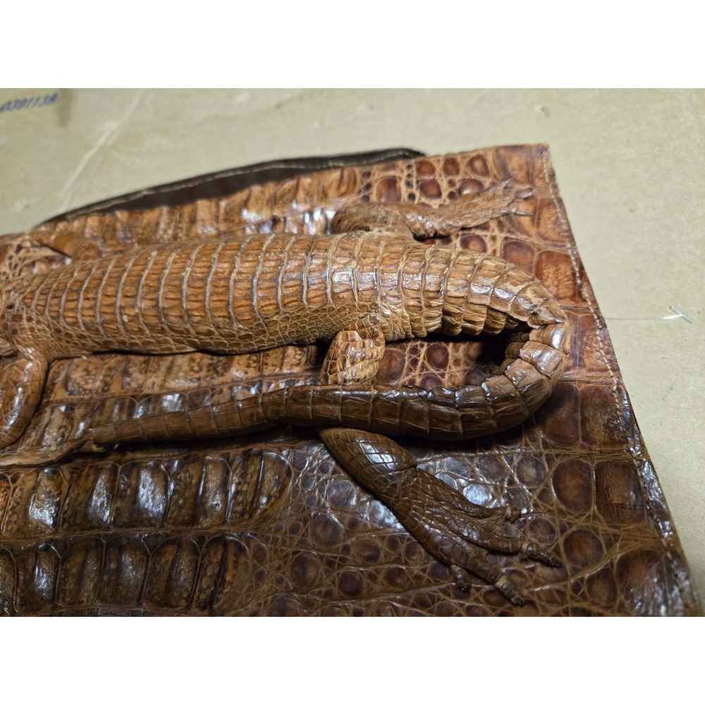 Vintage 1940's‎ Taxidermy Full Body Baby Alligator Handbag Clutch Purse - Picture 4 of 14